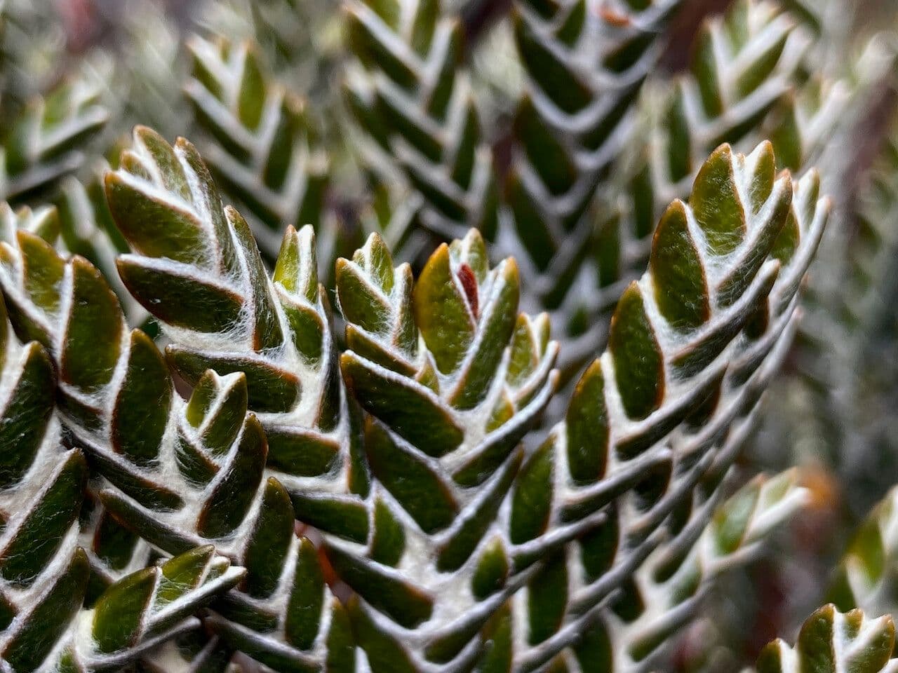 Andicolea 5