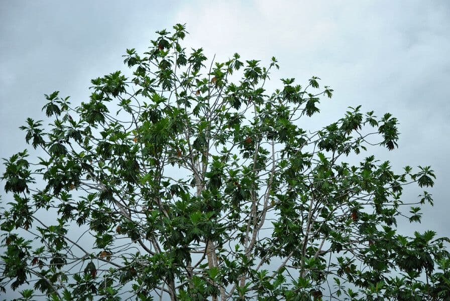 Albero del pane 26