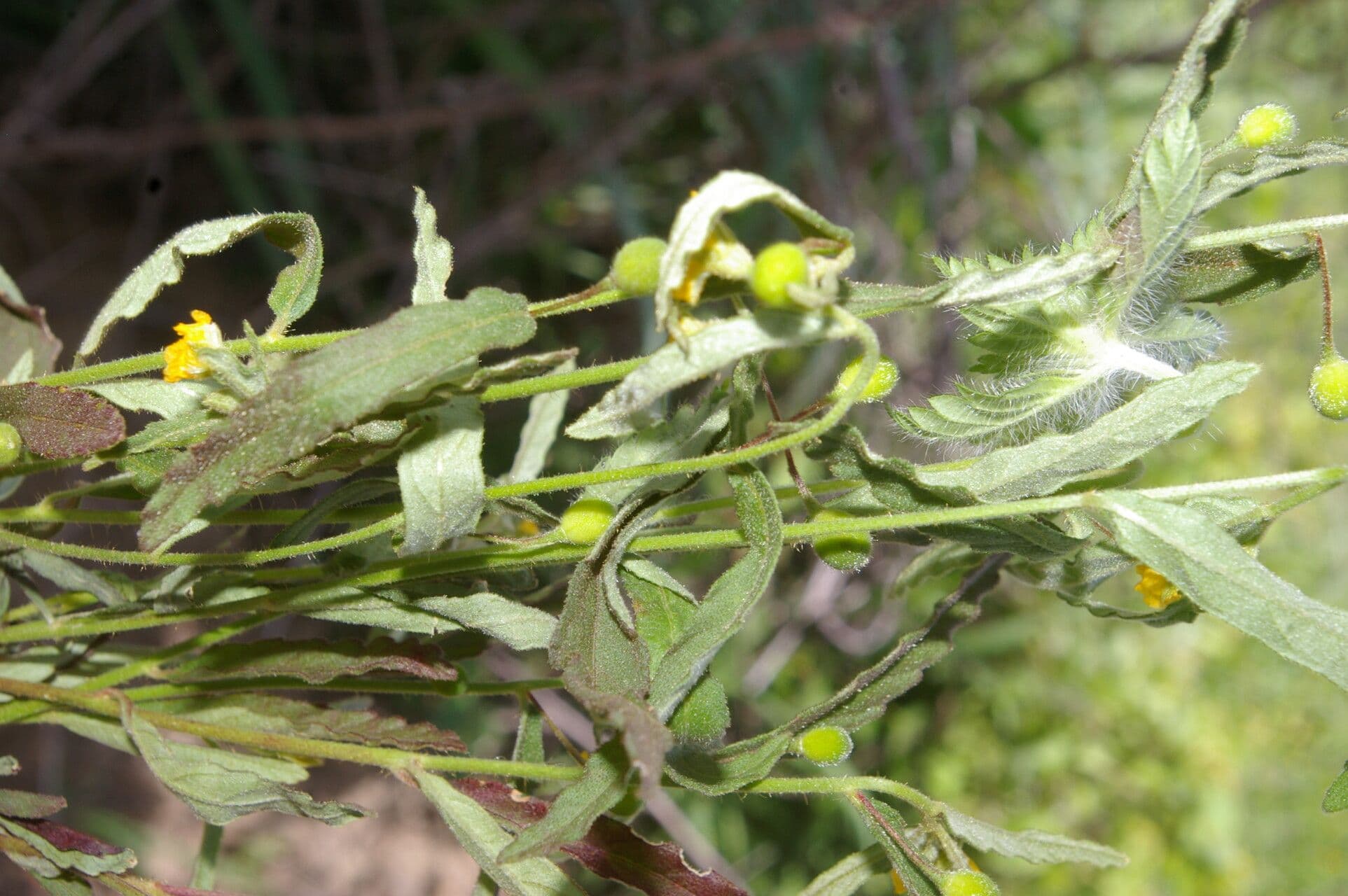 Piriqueta 6