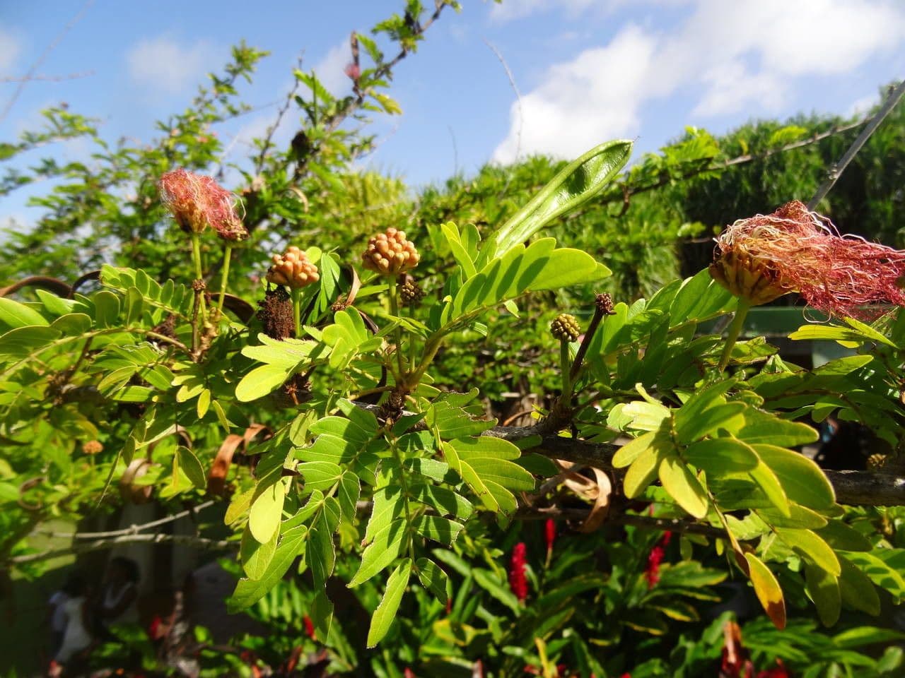 Calliandra del Suriname 13