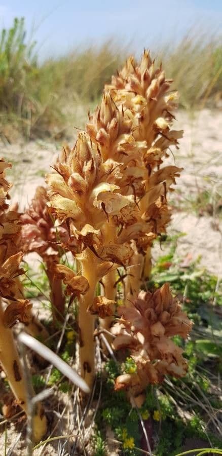 Succiamele garofanato