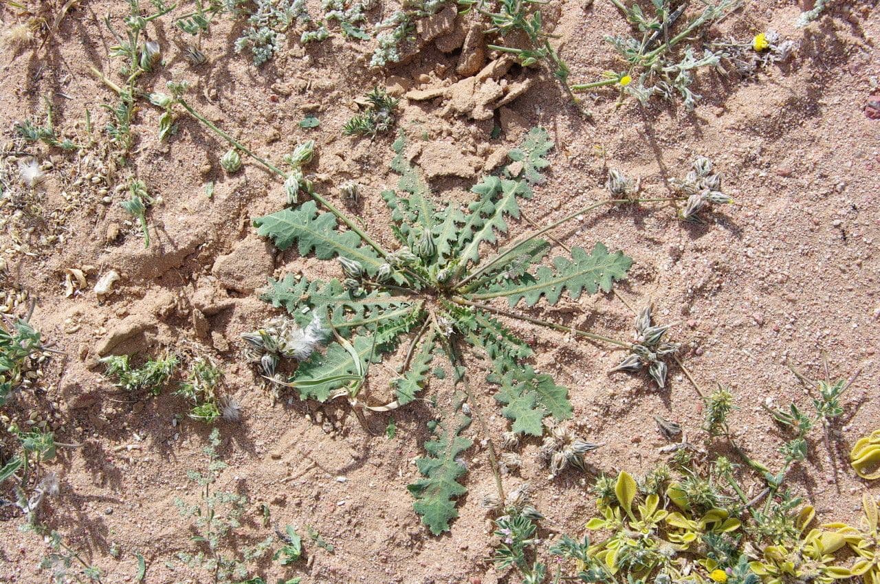 Launaea 7