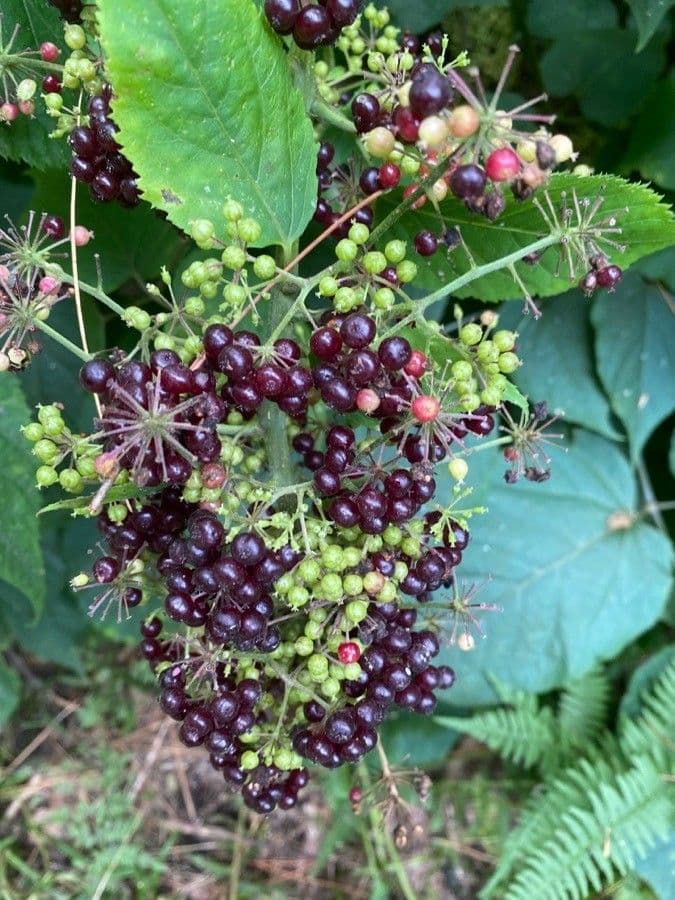 Araria racemosa 5