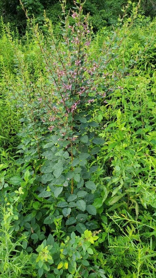Lespedeza bicolore 25