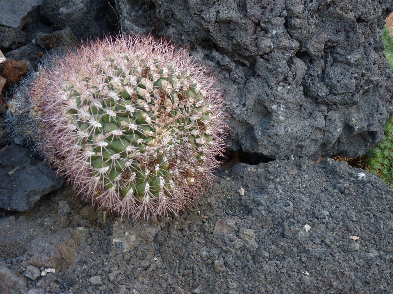 Cactus 21
