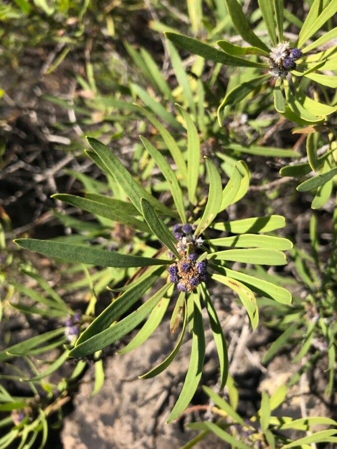Globularia salicina 12