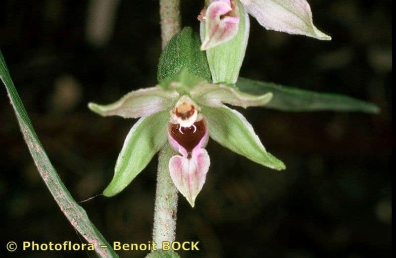 Epipactis leptochila 22