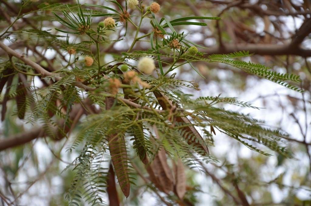 Leucaena 29