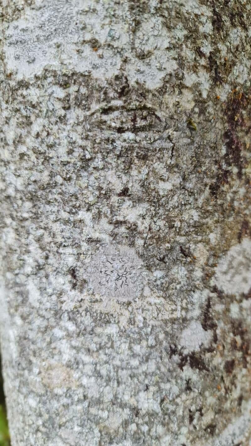 Eucryphia 19