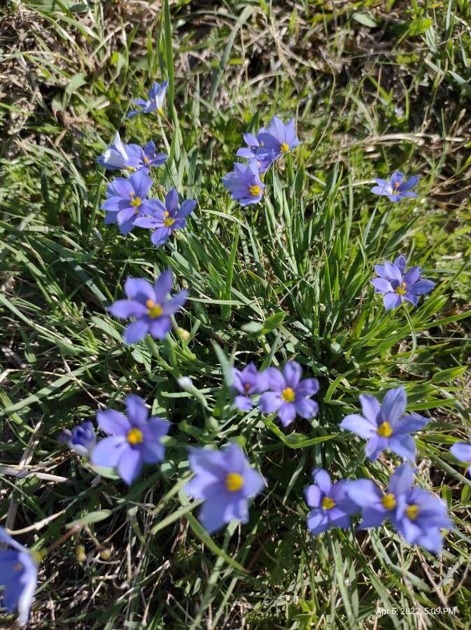 Blaublüten 3