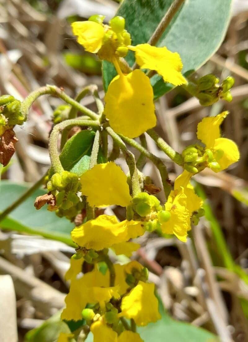 Stigmaphyllon 4