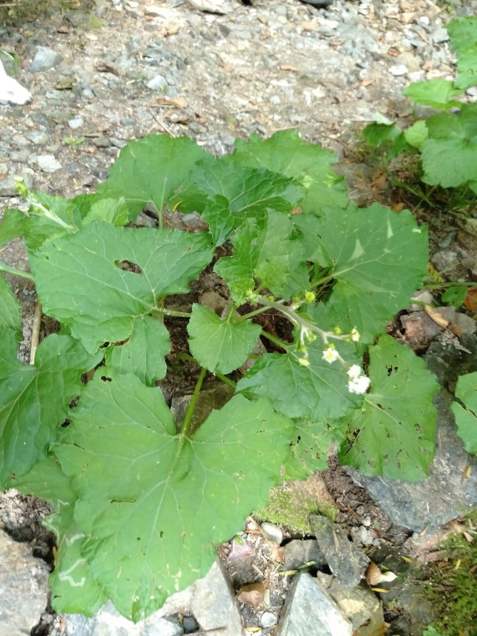 Adenocaulon 6
