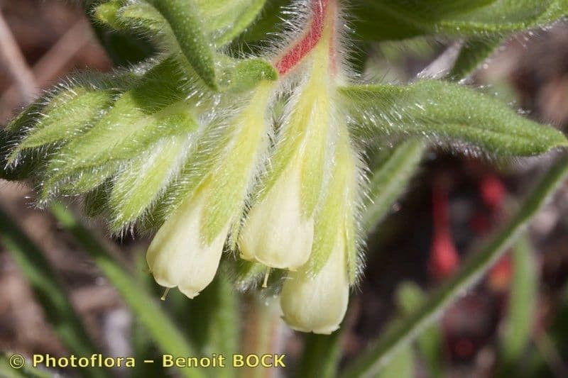 Onosma 3