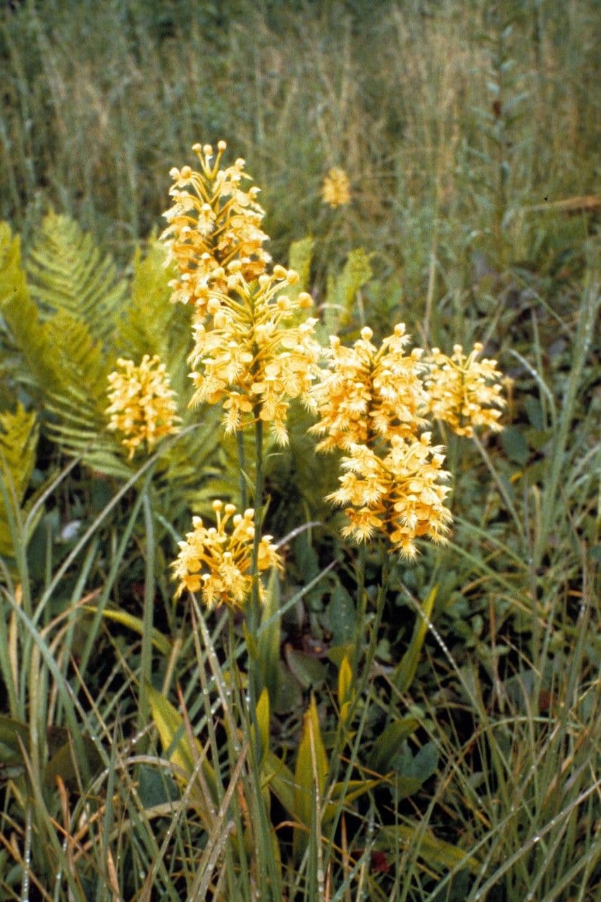 Platantera ciliare 10