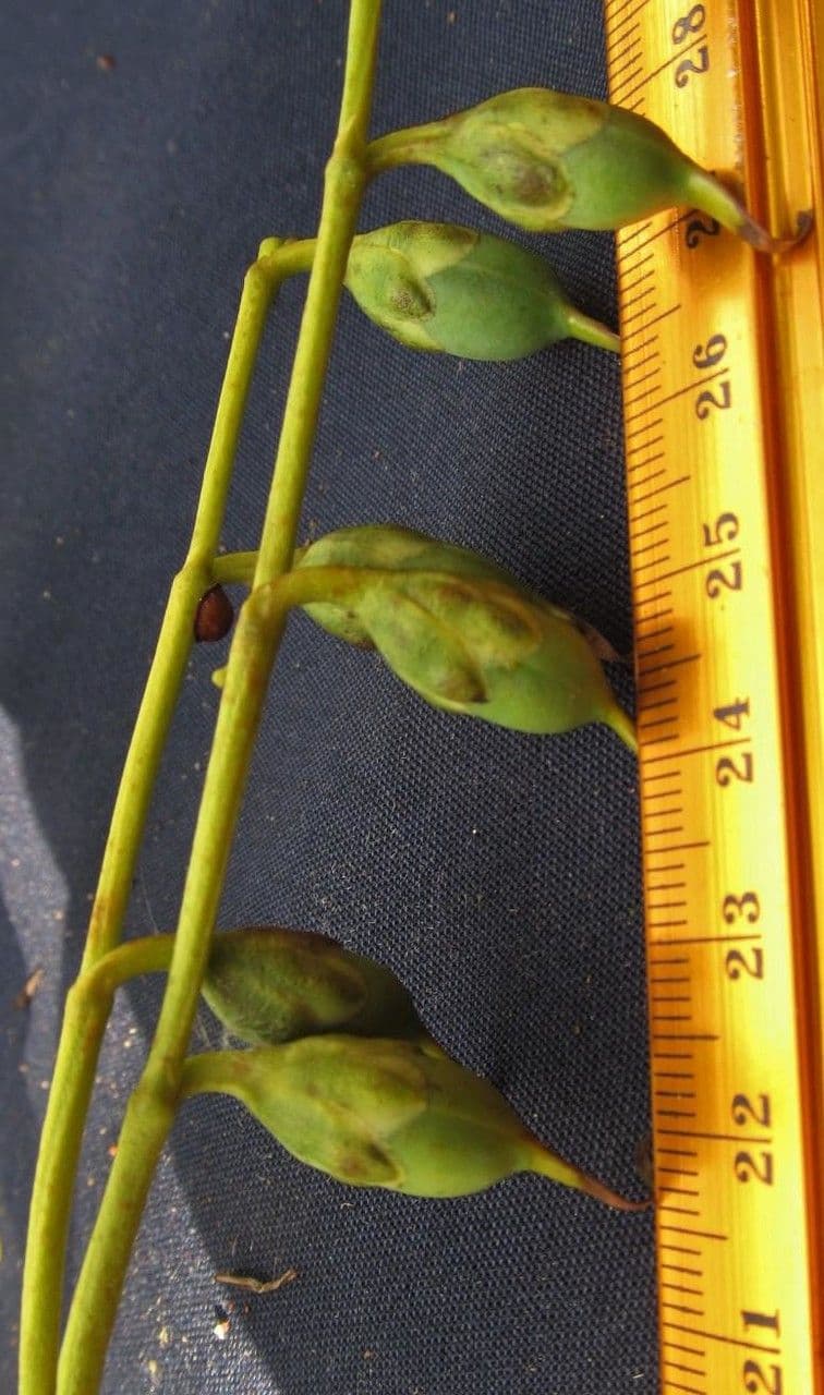 Chelonanthus alatus 12