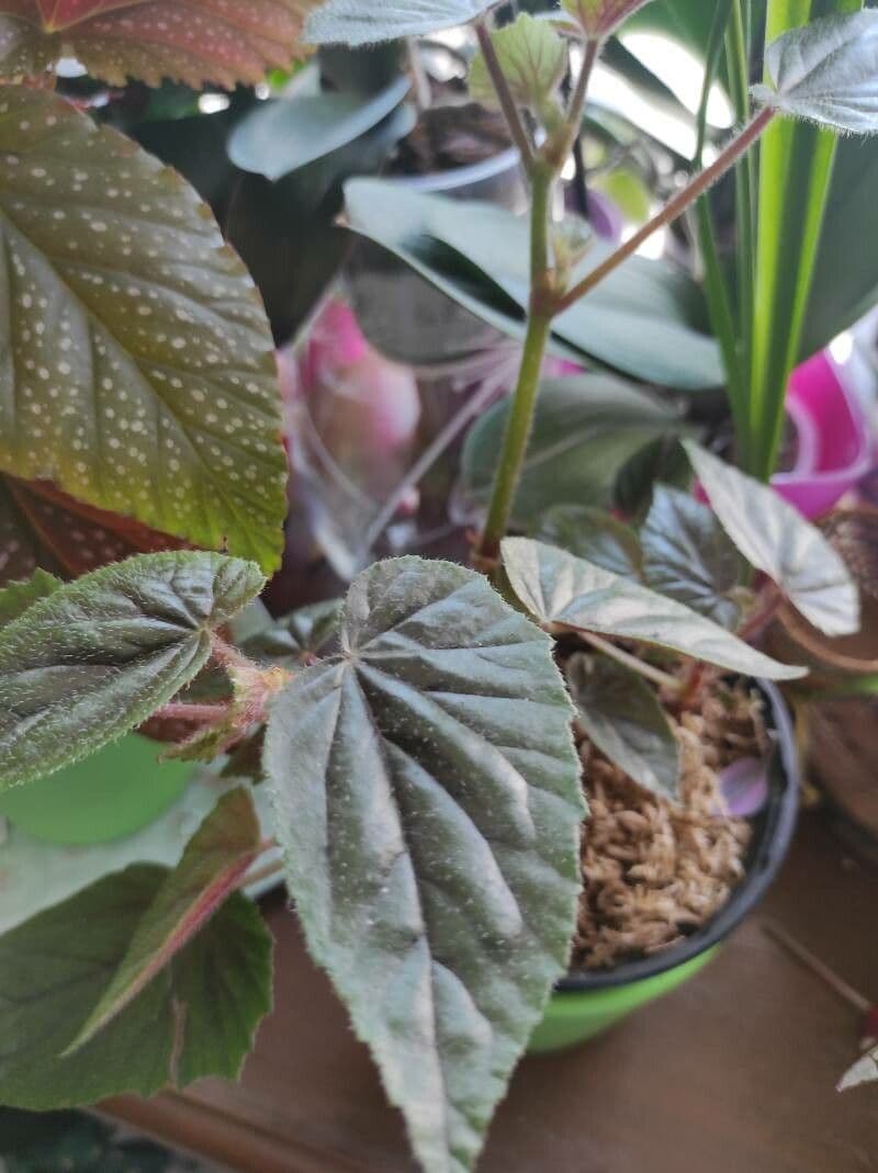 Begonia 4