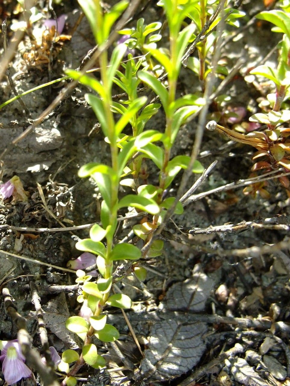 Veronica fruticulosa 19
