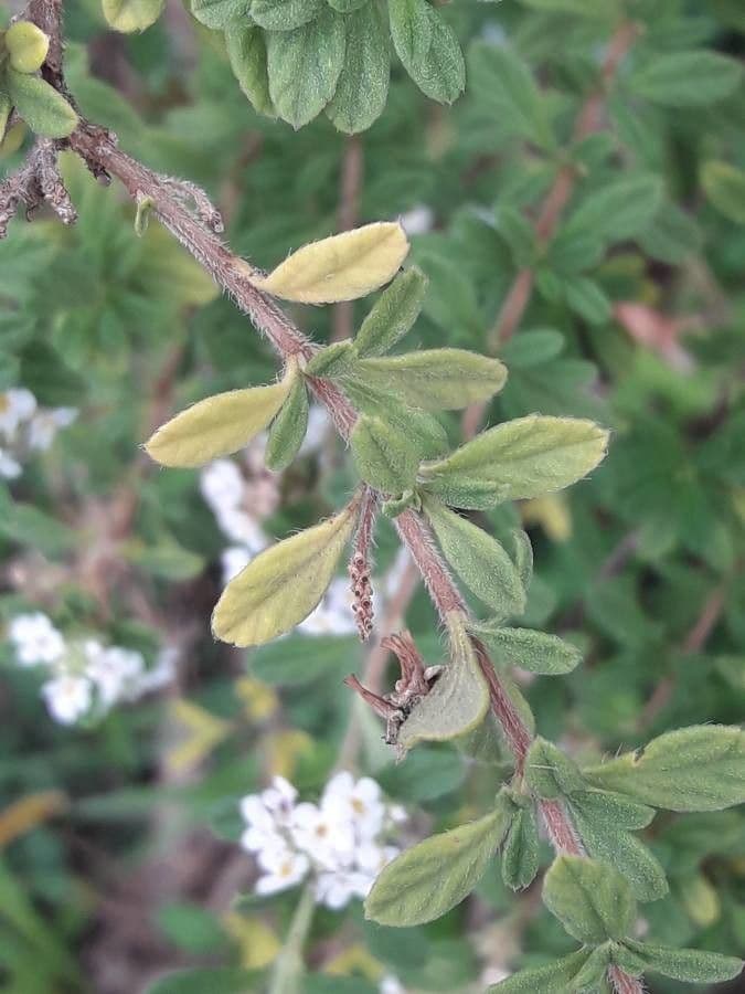 Puerto-Rico-Oregano