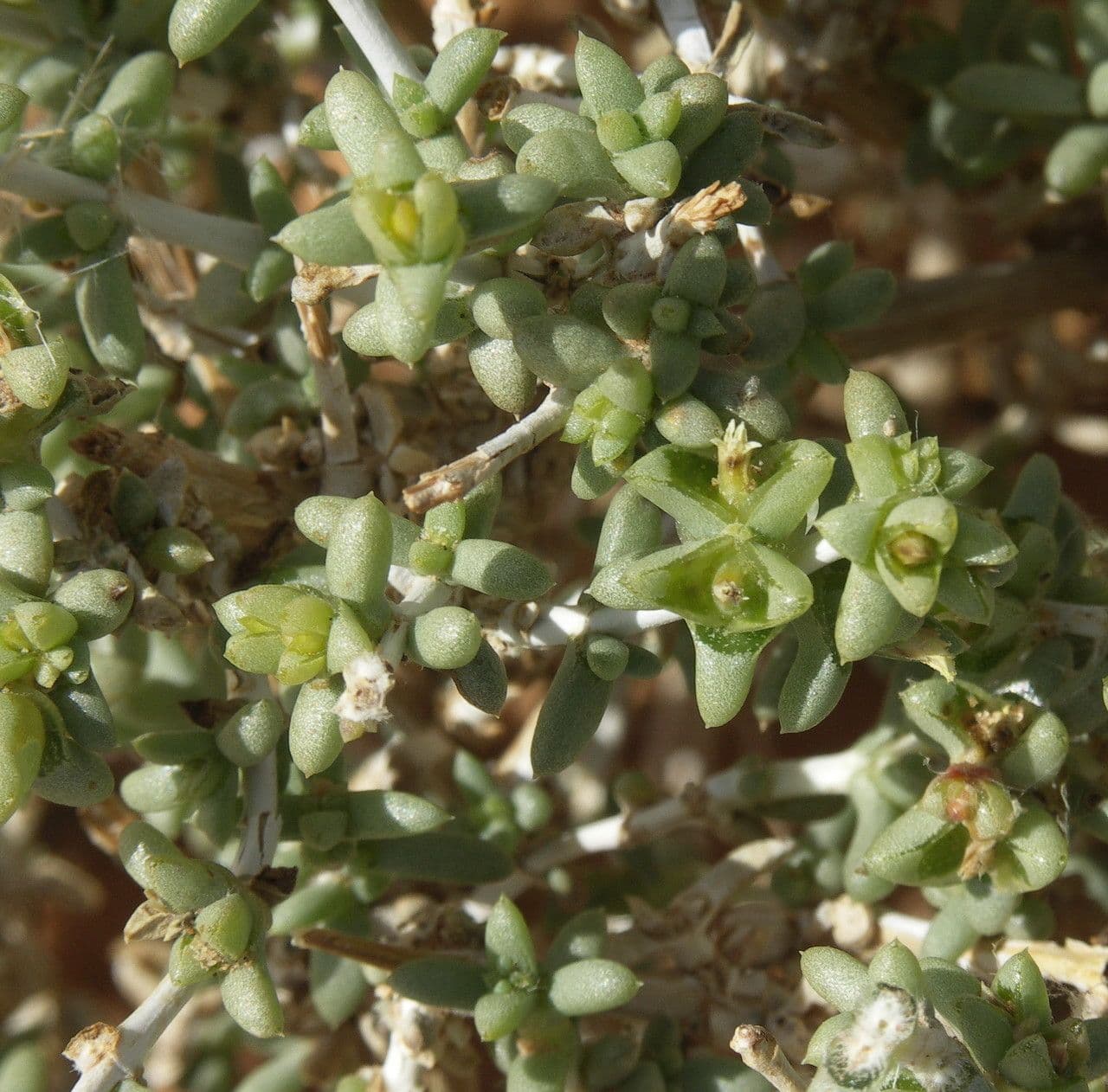 Nucularia 10