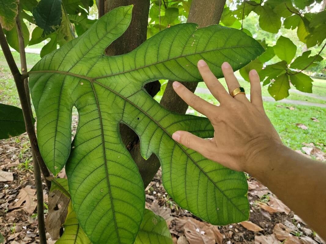 Artocarpus 10
