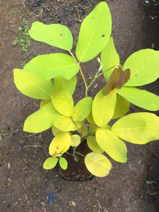 Dendrolóbium 17