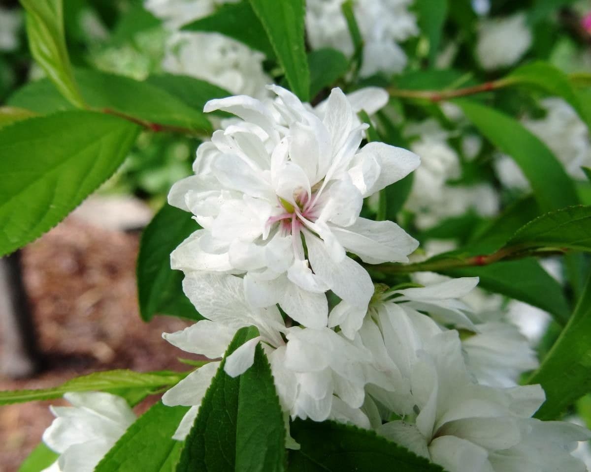 Chinese bush cherry 5