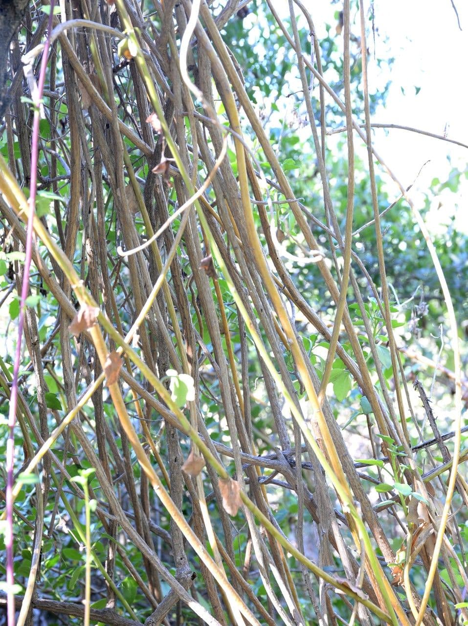 Senecio angulatus 23