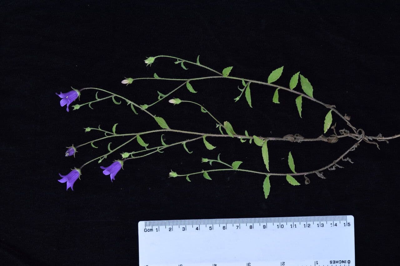 Campanula 14