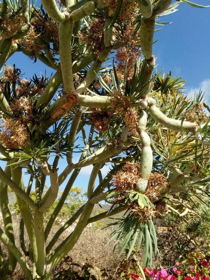 Kleinia 22
