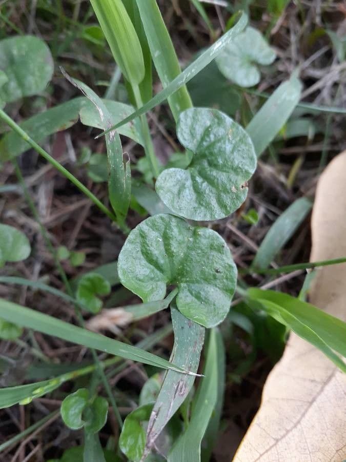 Dichondra a fiore piccolo 11