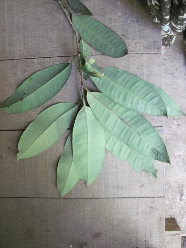 Aspidosperma 2