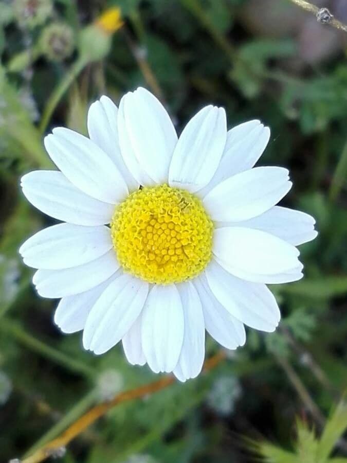 Camomilla romana 9