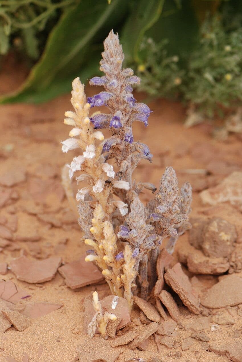 Orobanche rameuse 10