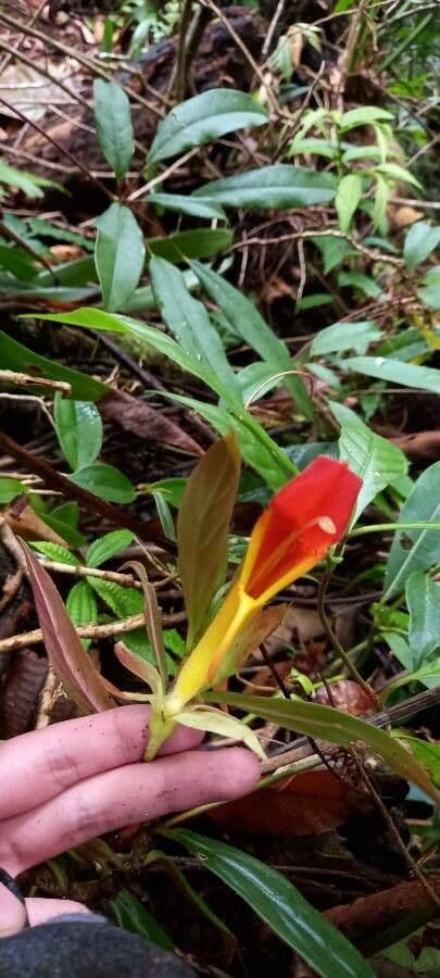 Columnea