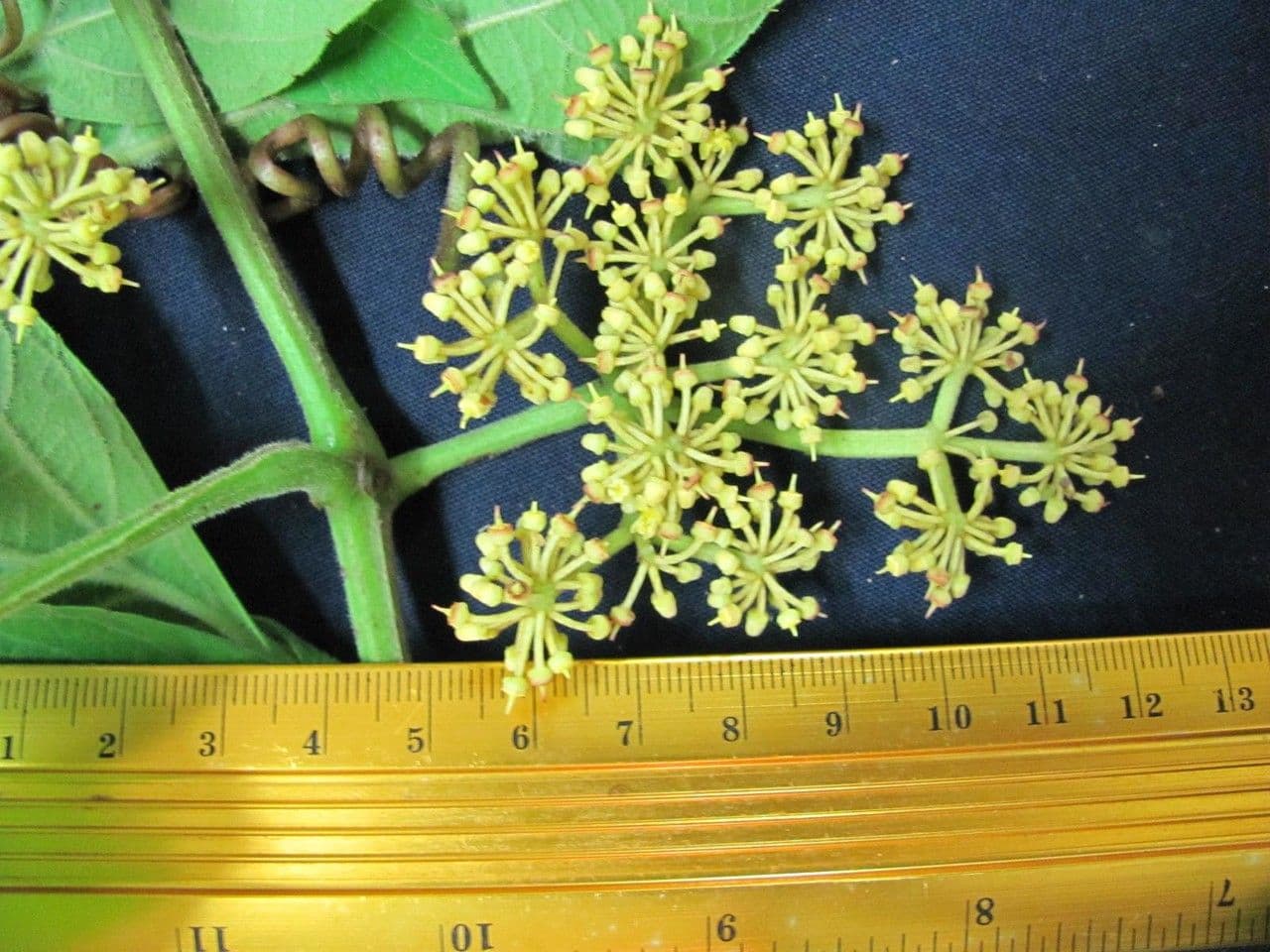 Kleinfruchtige Cissus 2