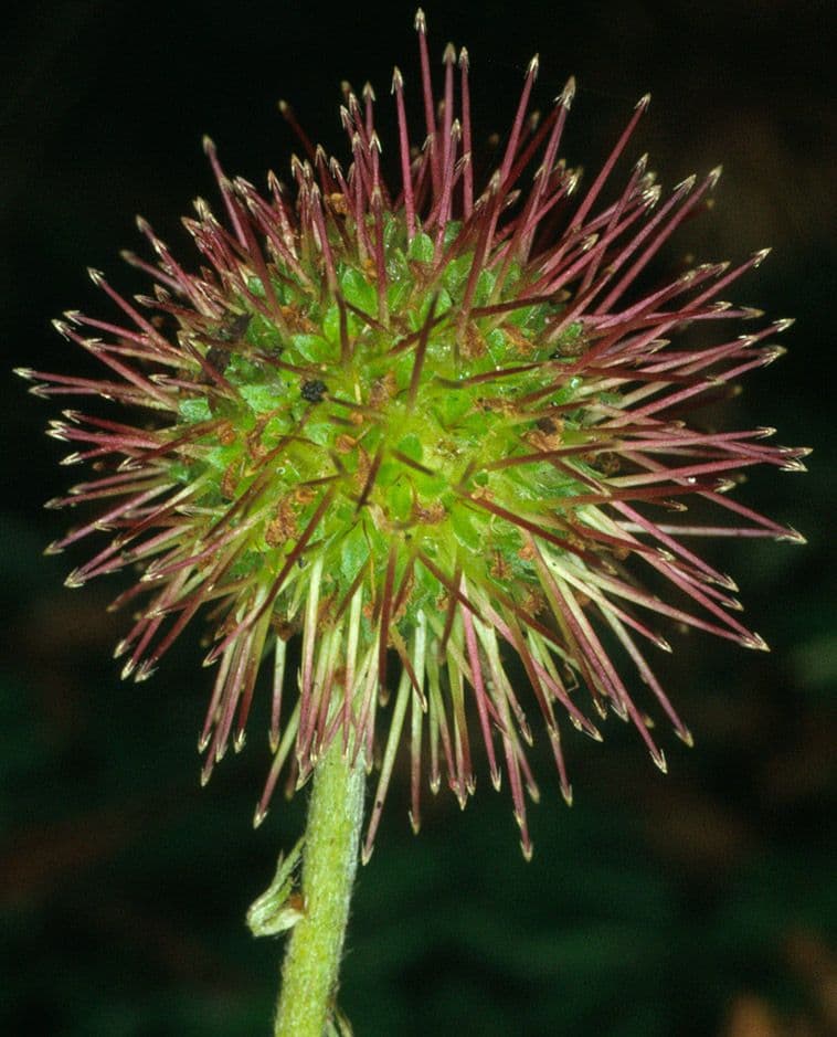 Acaena 10