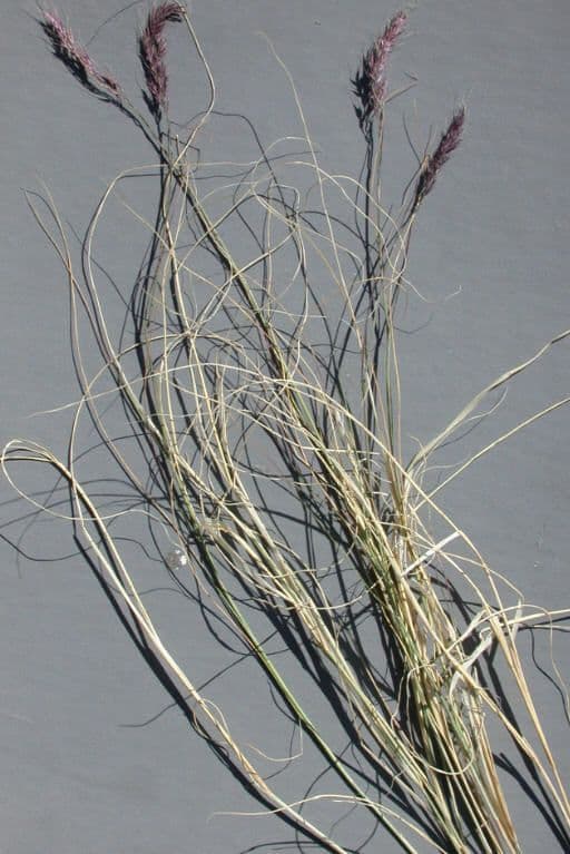 Muhlenbergia 5