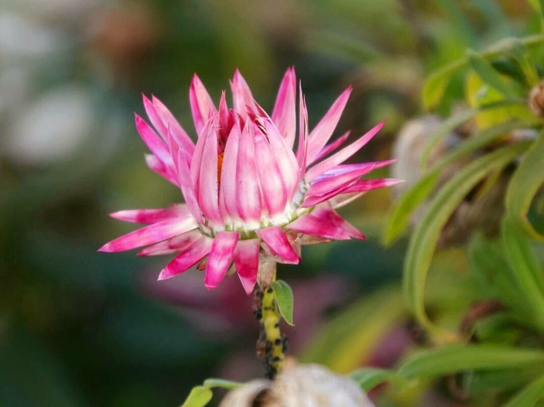 Xerochrysum 38