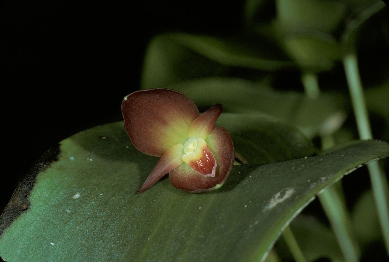 Pleurothallis 2