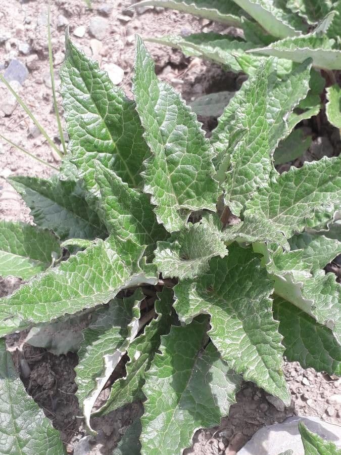 Saussurea discolor 15