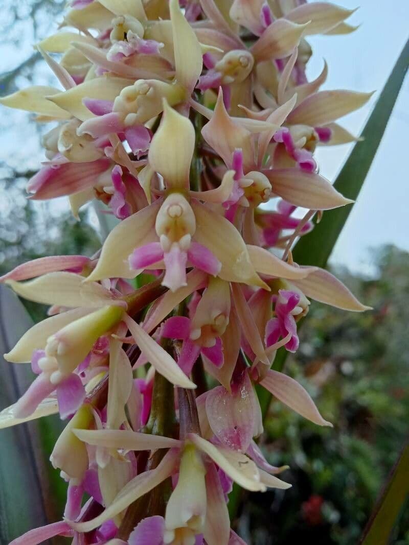 Epidendrum