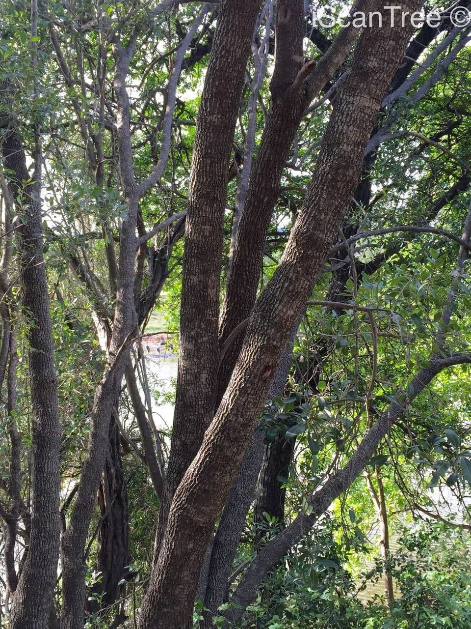 Manilkara 7