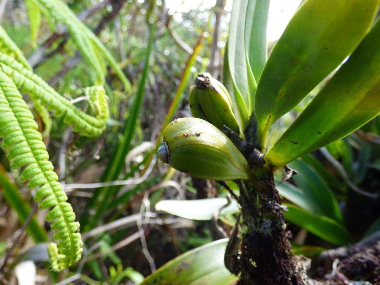 Angraecum