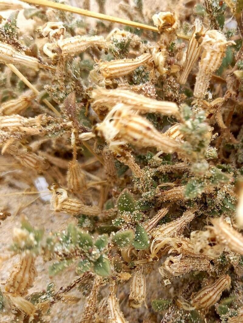 Silene 2