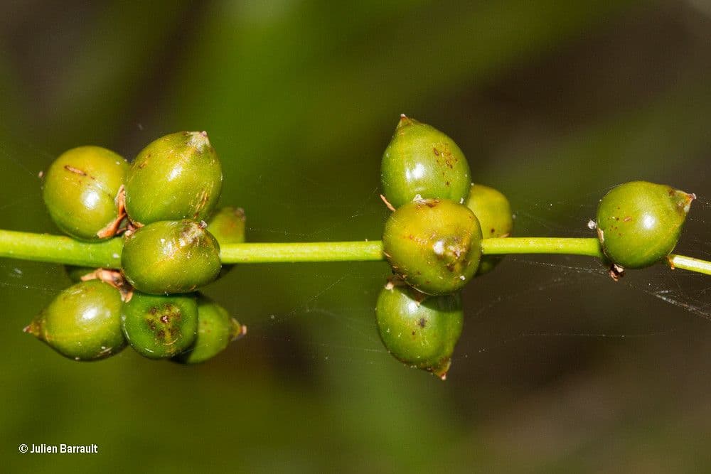 Lomandra insulare 2