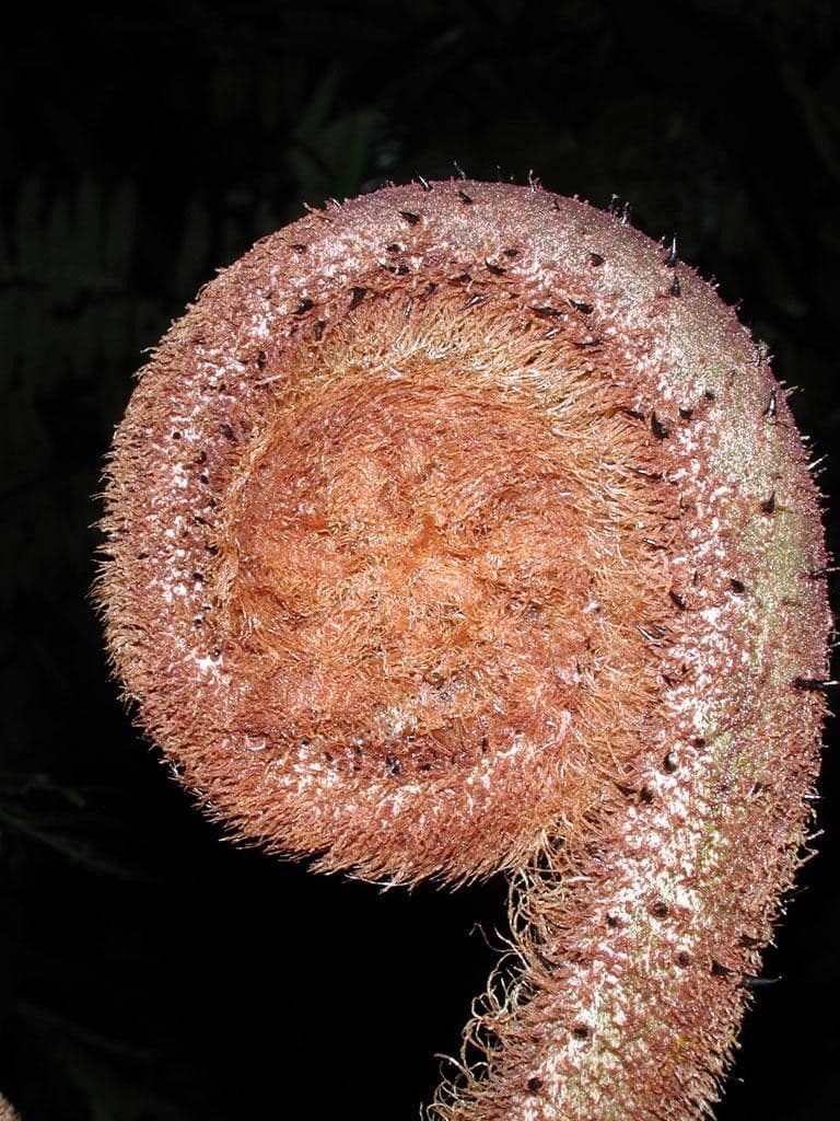 Alsophila 11