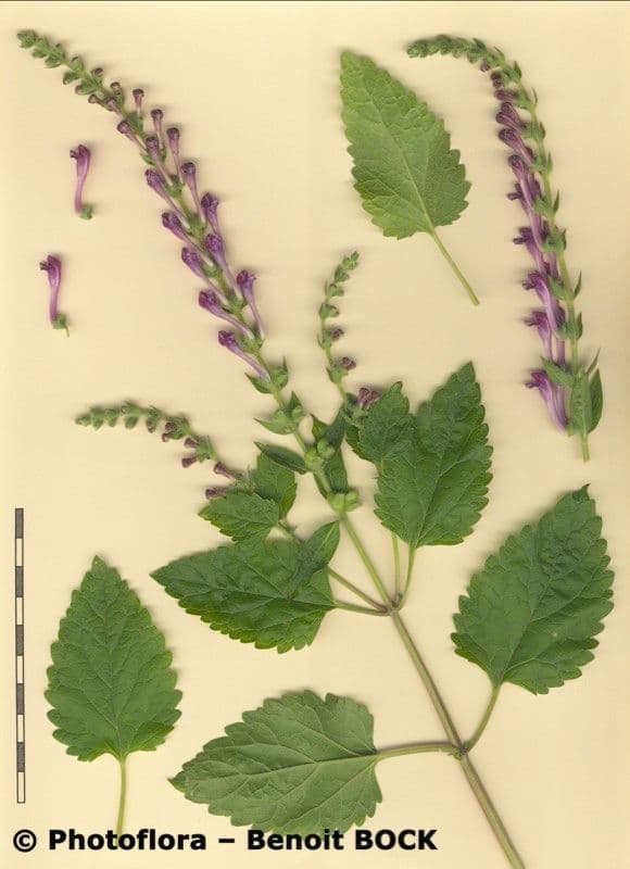 Tarczyca Columny 30