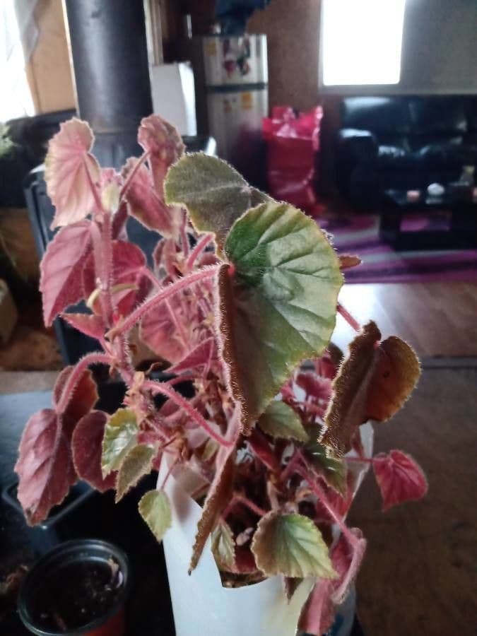 Begonia 3