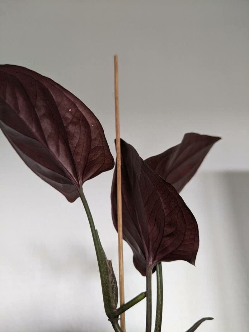 Syngonium 4