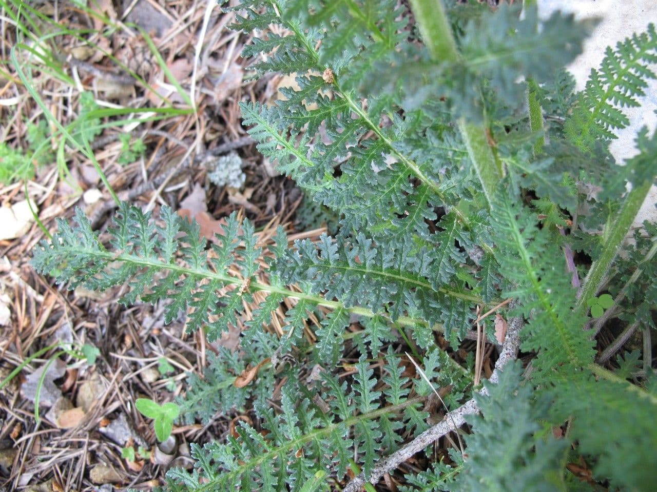 Pedicularis gyroflexa 12